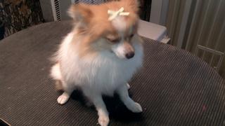 2012-01-13_16-36-20_604.jpg provided by Schnauzer Snips Grooming Salon and Pet Resort Lindale 75771 