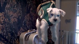 2012-01-27_11-03-31_682.jpg provided by Schnauzer Snips Grooming Salon and Pet Resort Lindale 75771 