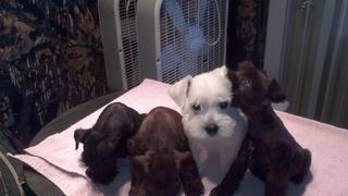 2012-01-27_12-07-47_449.jpg provided by Schnauzer Snips Grooming Salon and Pet Resort Lindale 75771 