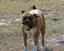 Provided by Boxers on the Ridge, Dundee 