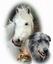 Pet Warehouse Direct