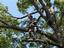 Provided by Moody Tree Service and Stump Grinding, culleoka 