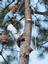 Provided by Moody Tree Service and Stump Grinding, culleoka 