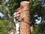 Provided by Moody Tree Service and Stump Grinding, culleoka 