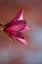 Starkville Counseling Associates,...