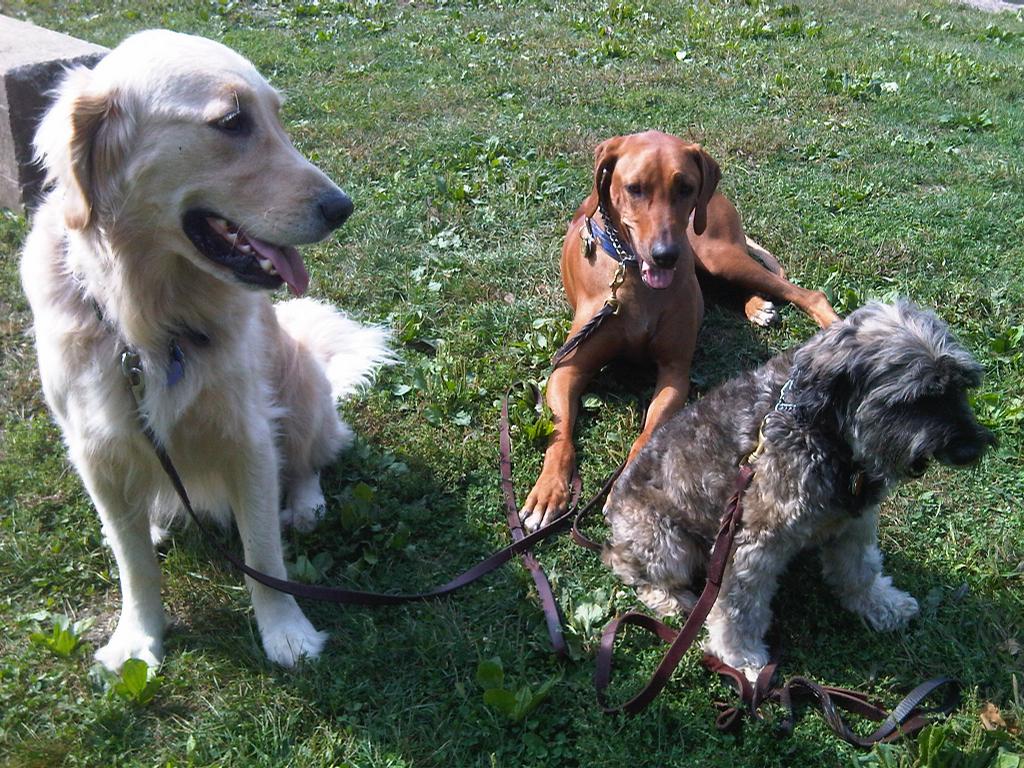 Dog Walking Rates Lincoln Dog Walking Rates Lincoln