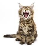 Petco Dog Food Return Policy Petco Dog Food Return Policy