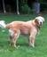 Provided by Good 2 The Bone Pet Sitting in Lake Ann/Traverse City, Lake Ann 