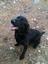 Provided by Good 2 The Bone Pet Sitting in Lake Ann/Traverse City, Lake Ann 