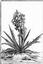 Provided by Nanise Native Plants and Education, LLC, Magdalena 