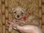 V.E.puppylove