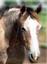 Provided by Rockin RJC Ranch - Foundation Quarter Horses for Sale, Cookville 