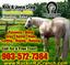 Provided by Rockin RJC Ranch - Foundation Quarter Horses for Sale, Cookville 