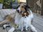 Jog N' Dawgs in Home Pet Care Services