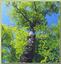 Timmerman's Rapid Tree Services - Hazard Tree Removal 