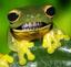 Ribbit Roof Cleaning