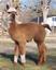 Provided by KUSKA PAKU ALPACA FARM, Moss Point 