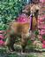 Provided by KUSKA PAKU ALPACA FARM, Moss Point 