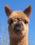 Provided by KUSKA PAKU ALPACA FARM, Moss Point 
