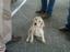 Provided by Dublem Gundogs, Plattsmouth 