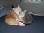 Provided by Furry Friend Hut, Manville 