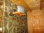 Provided by Maramures Guesthouse Pasca Brothers Romania, Barsana Maramures Romania 
