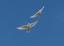 Provided by Up Up & Away Dove Release, Moundville 