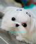 Once Upon A TeaPup