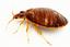 Provided by Vortex Pest Control, Smithville 
