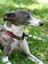Provided by Fido & Flicka, Bainbridge Island 