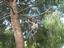 Provided by Rick Rudnick's Artistree, Santa Barbara 