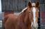 Provided by Day Dreams Farm Equine Rescue and Rehabilitation, Anchorville 