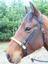 Provided by M & J SADDLERY, Shreve 