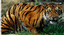 Bengal Beads
