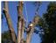 Arborscape Tree Beautification LLC