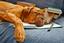Chicago Dog Behavior Specialist
