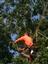 Preachers Tree Service