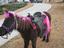 Provided by Sunny Brooke Farm and Pony Ranch, Buford 