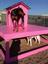 Mrsdoolittle's Pet Stay N Play