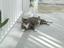 Provided by The PAWfect Pet Nanny, Hubertus 