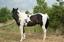 Provided by S&T Performance Horse Farm, New Underwood 