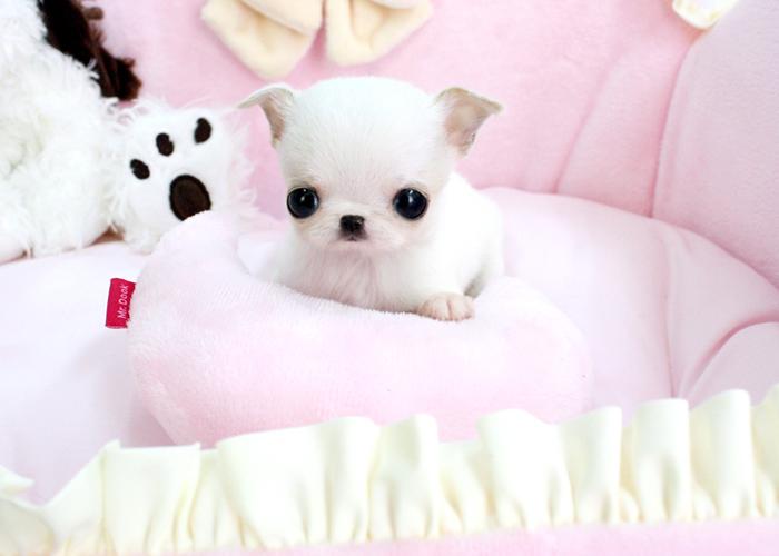 Pictures for Royal Teacup Puppies in Houston, TX 77049