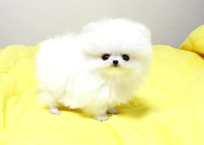 royal teacup puppies by royal teacup puppies royal teacup puppies by royal teacup puppies