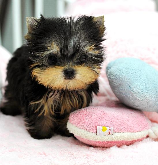 royal teacup puppies 6 from royal teacup puppies in houston tx 77049 royal teacup puppies 6 from royal teacup puppies in houston tx 77049