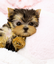 Royal Teacup Puppies