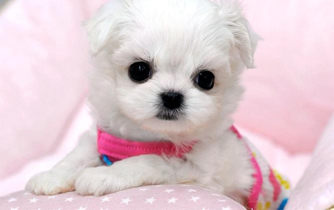 royal teacup puppies st 2 from royal teacup puppies in houston tx 77049 royal teacup puppies st 2 from royal teacup puppies in houston tx 77049
