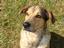 Provided by The Preferred Pet Sitter, Havelock 