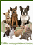 Divas & Dons Pet Salon