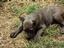 Provided by BIG BEAR CANE CORSO, Willingboro 