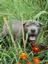Provided by BIG BEAR CANE CORSO, Willingboro 